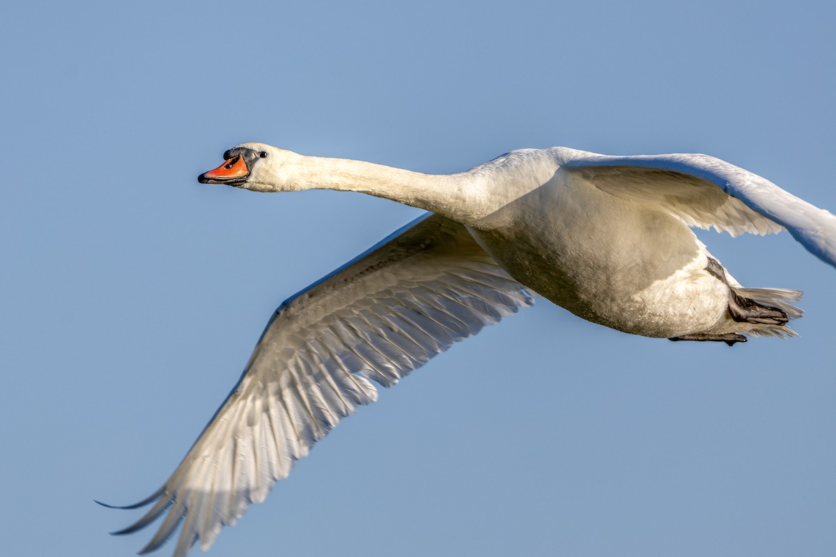 Mute Swan - ML619498507