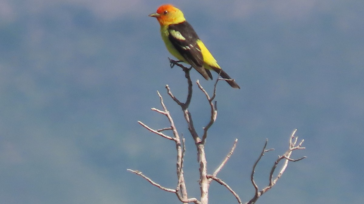 Western Tanager - Anne (Webster) Leight