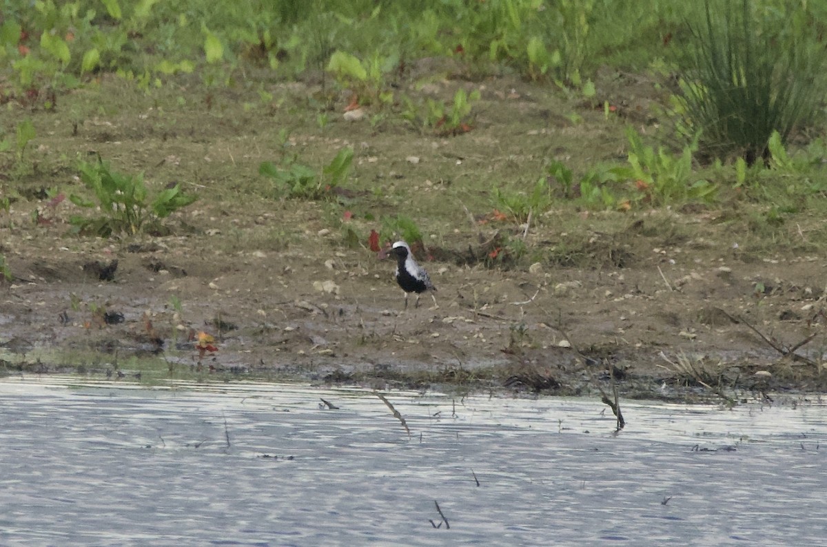 Black-bellied Plover - Simon  West