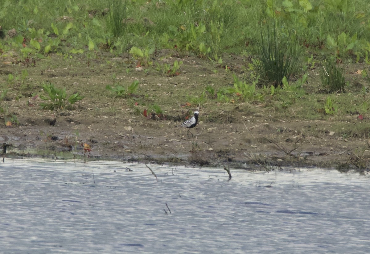 Black-bellied Plover - Simon  West