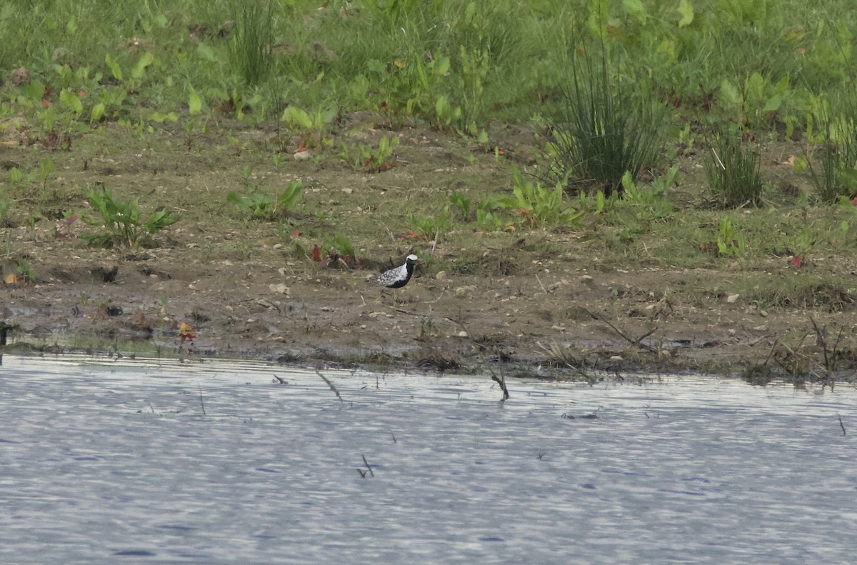 Black-bellied Plover - Simon  West