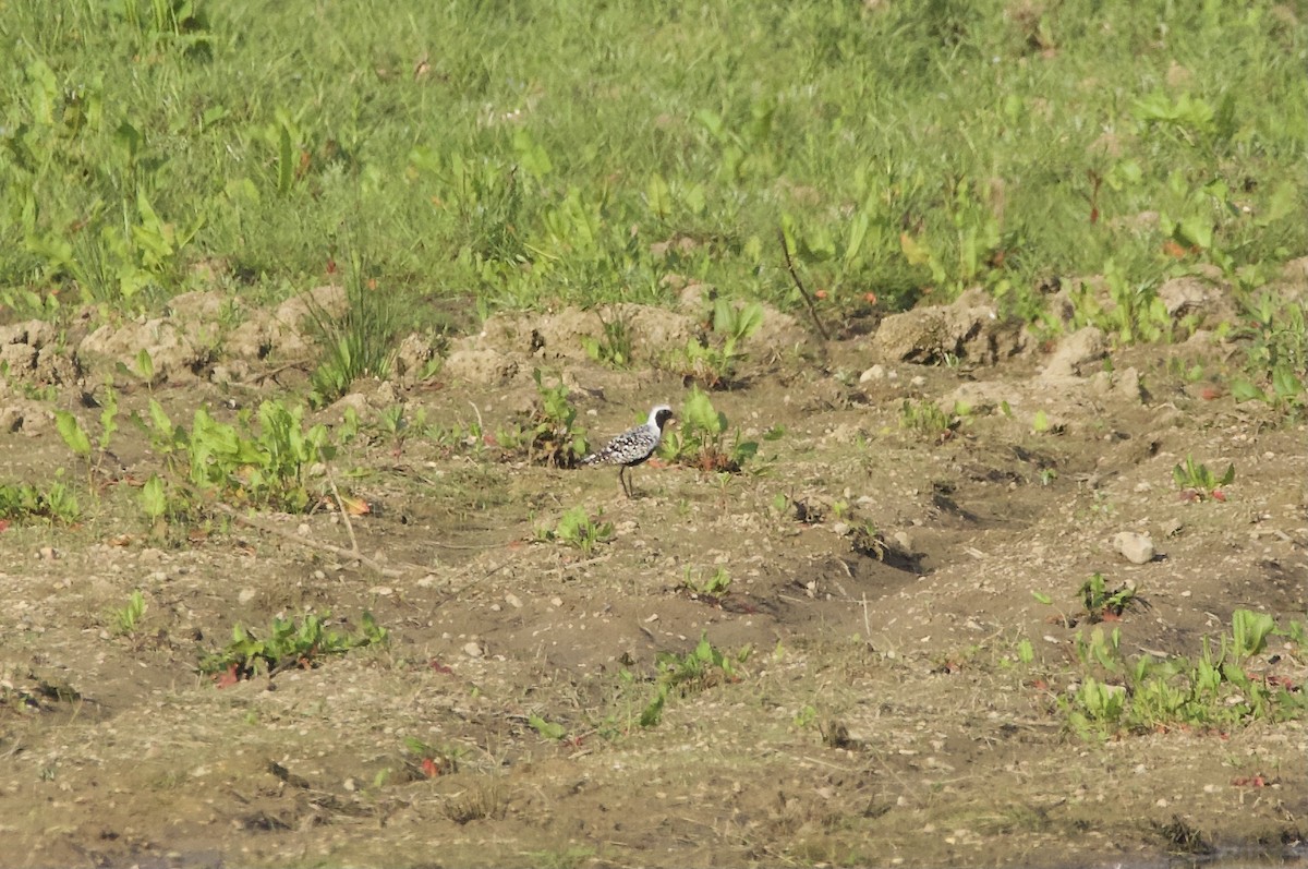 Black-bellied Plover - Simon  West