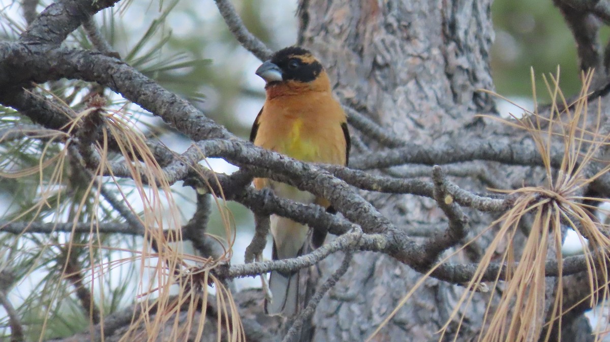 Black-headed Grosbeak - ML619498522