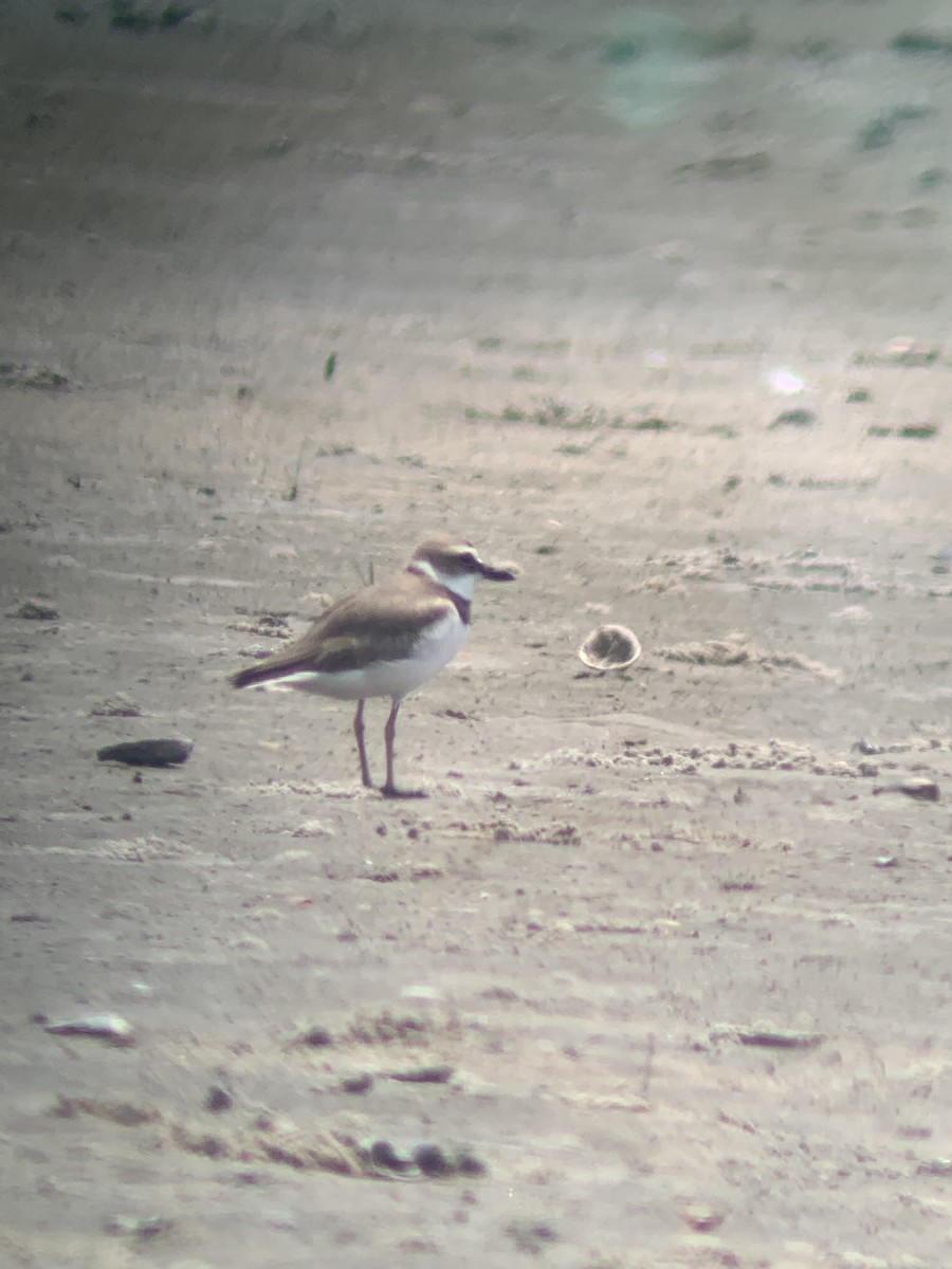 Wilson's Plover - Trevor MacLaurin