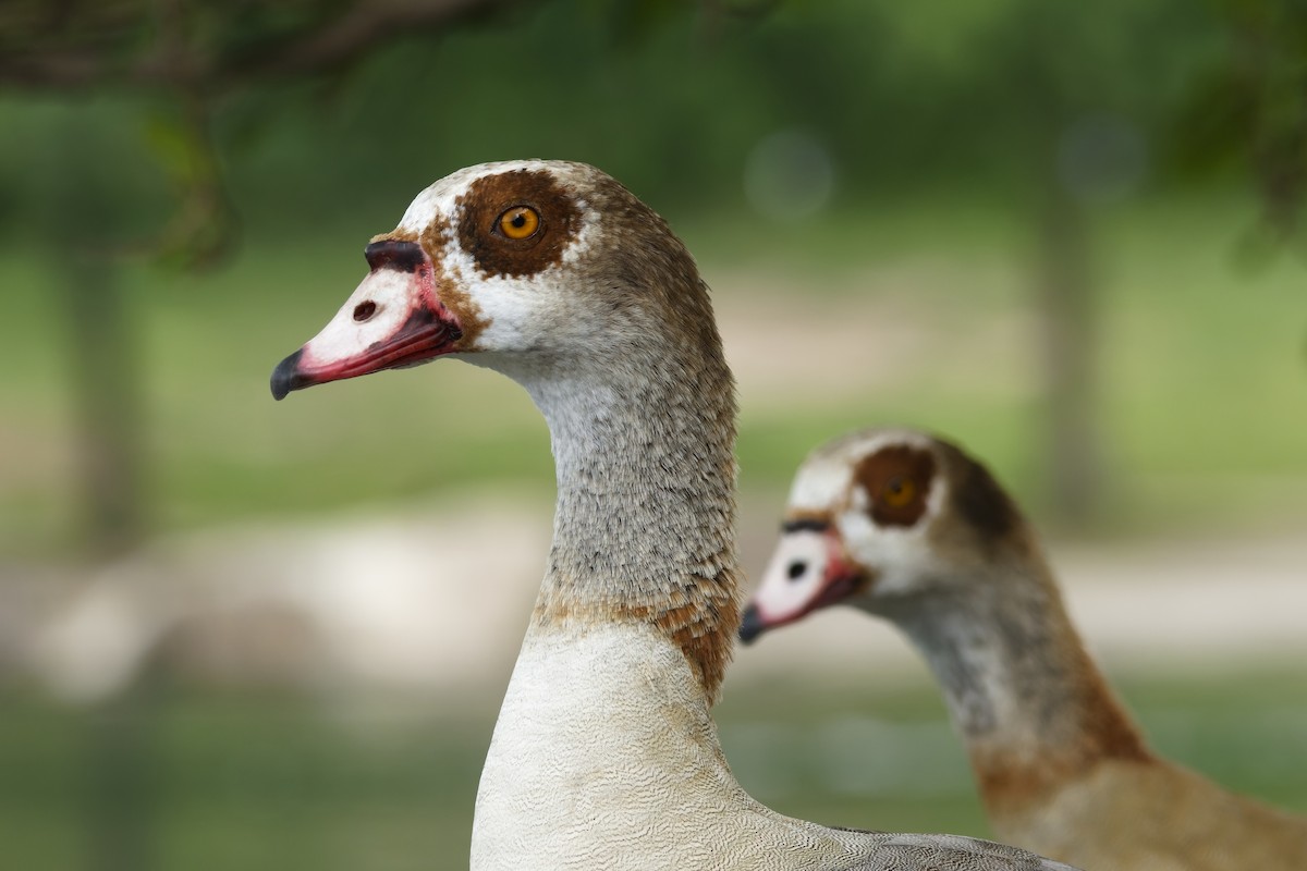 Egyptian Goose - Ben Rippley