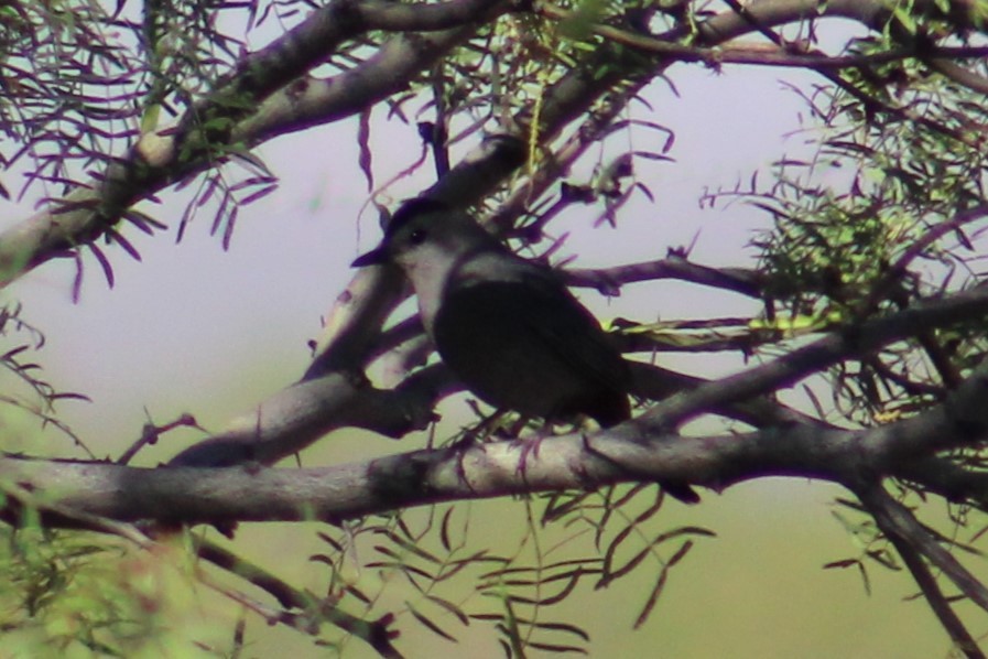 Gray Catbird - Adair Bock