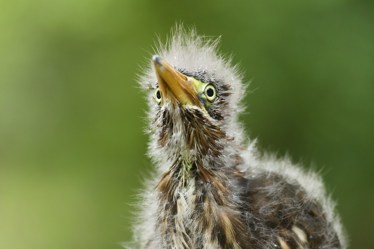 Green Heron - ML619498530