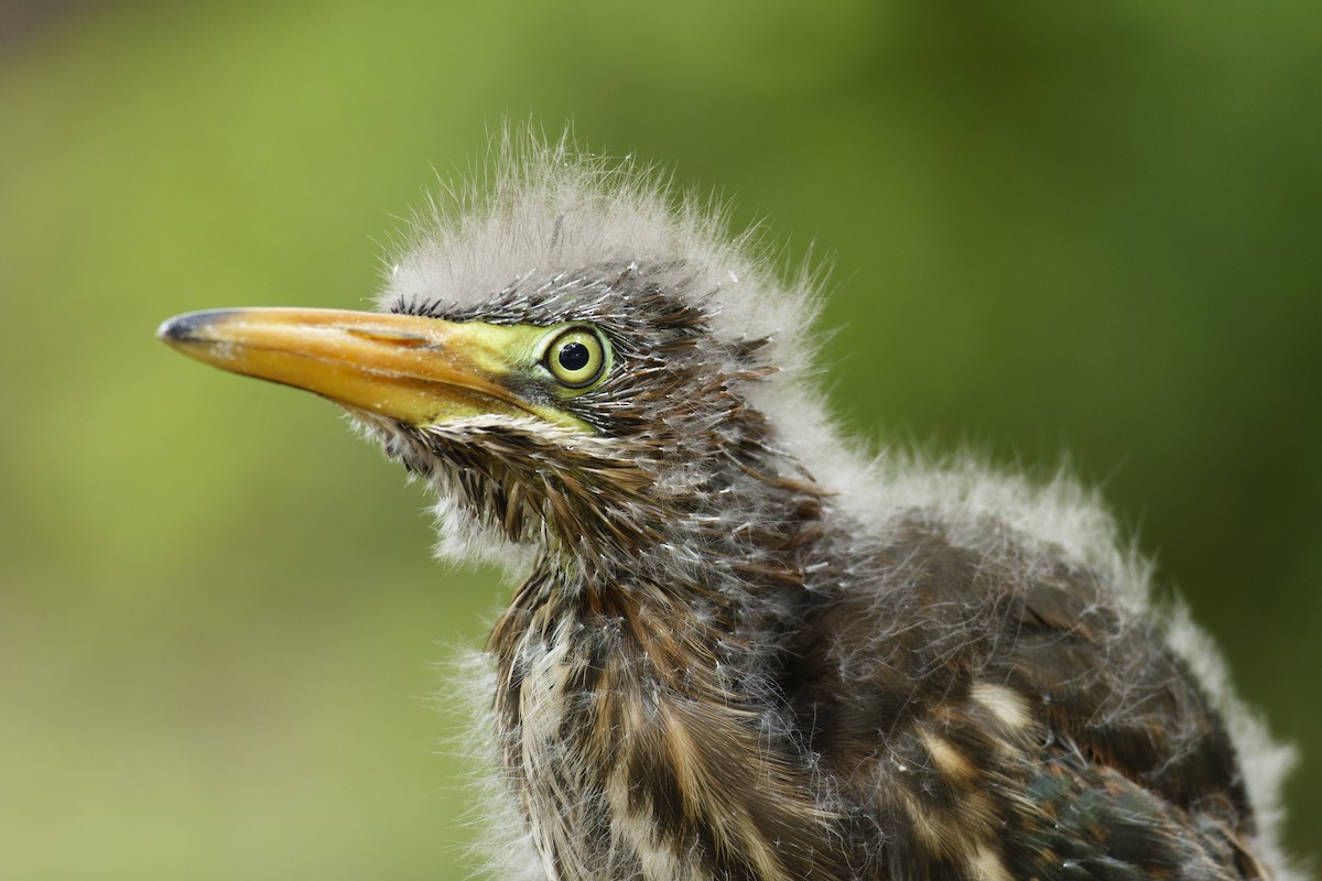 Green Heron - Ben Rippley