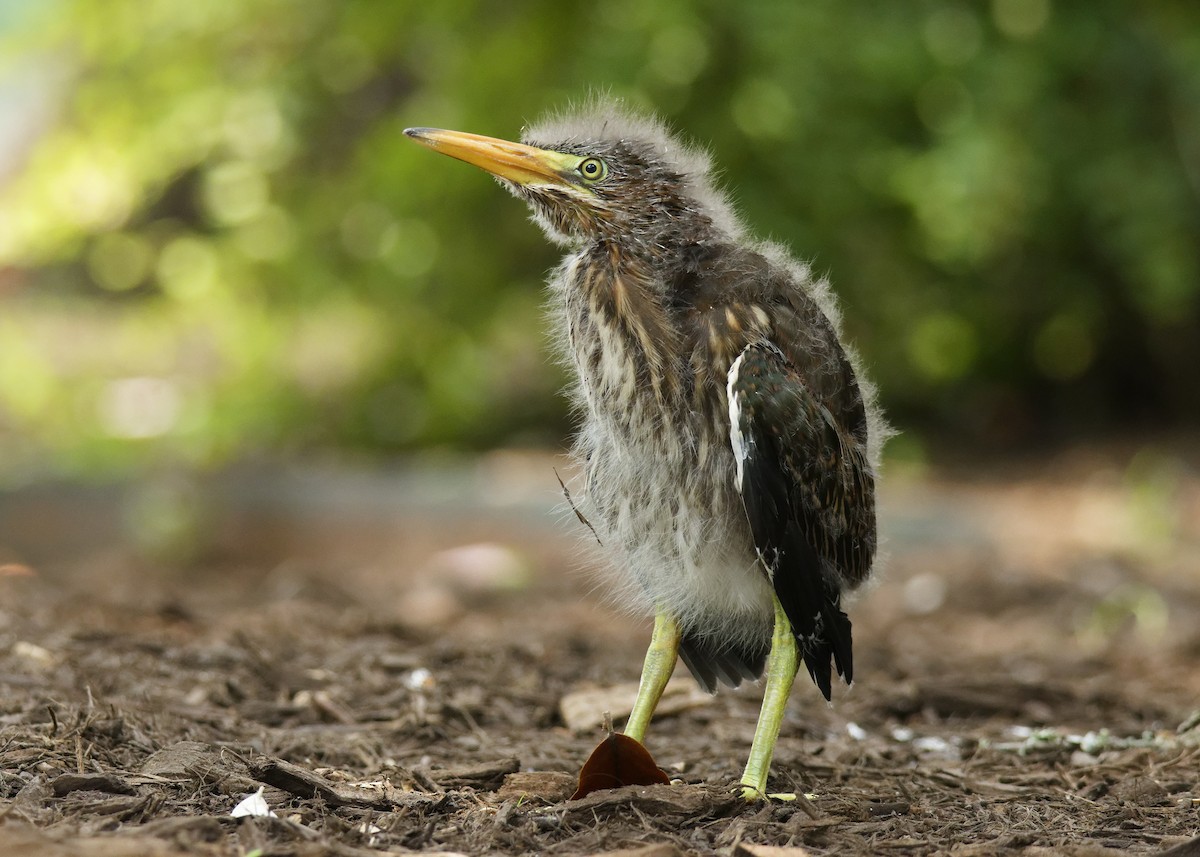 Green Heron - Ben Rippley