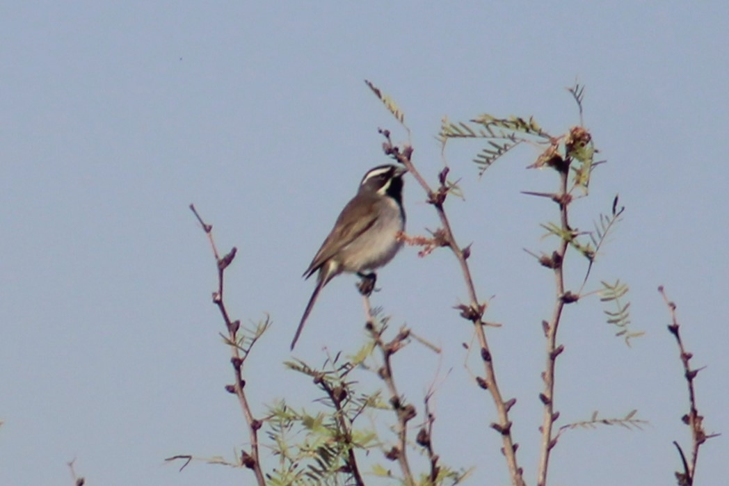 Black-throated Sparrow - Adair Bock