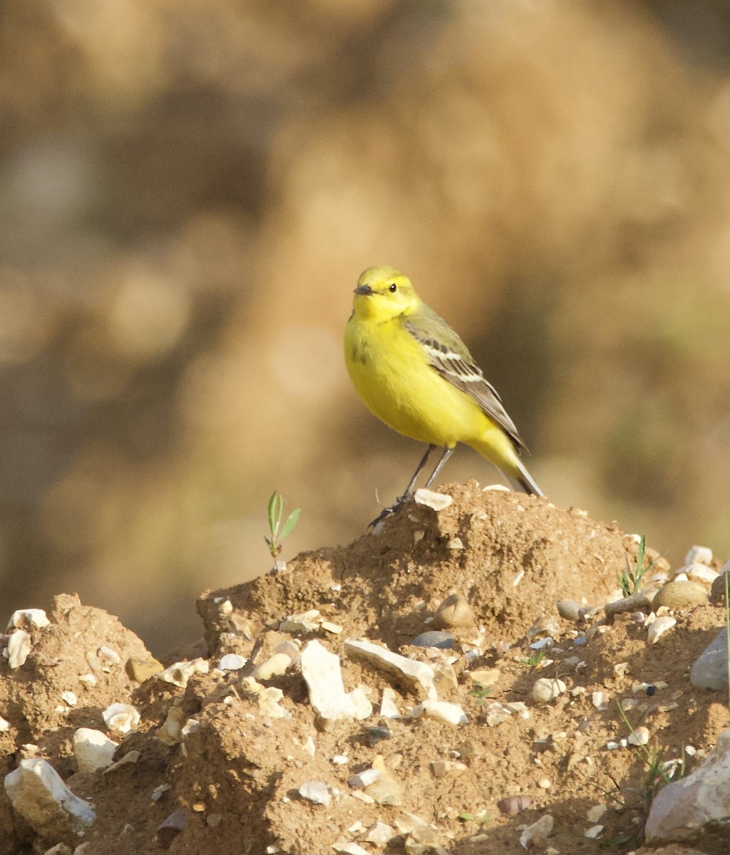 Western Yellow Wagtail - Simon  West