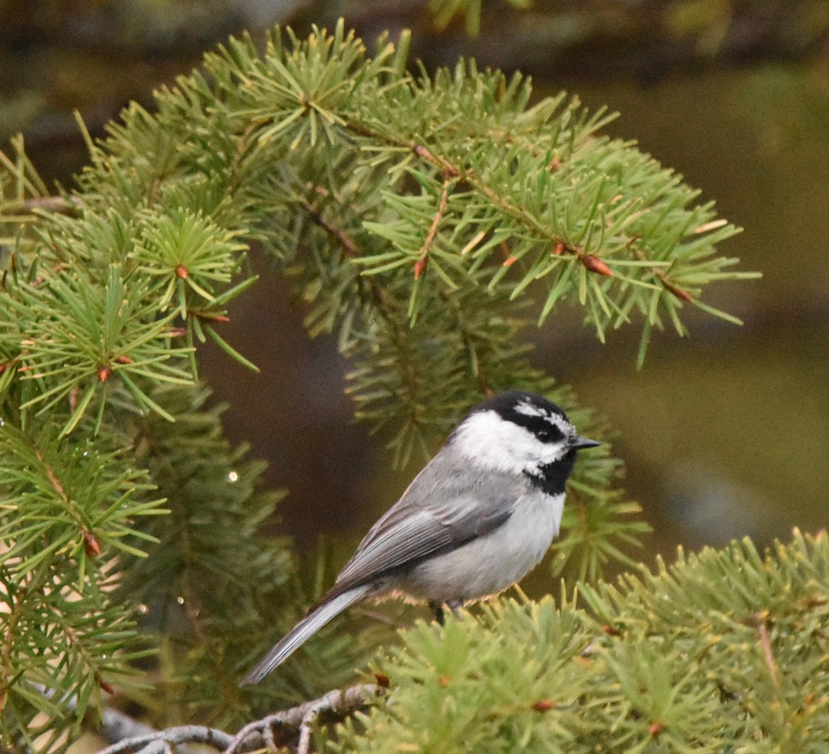 Mountain Chickadee - Russ Petersen