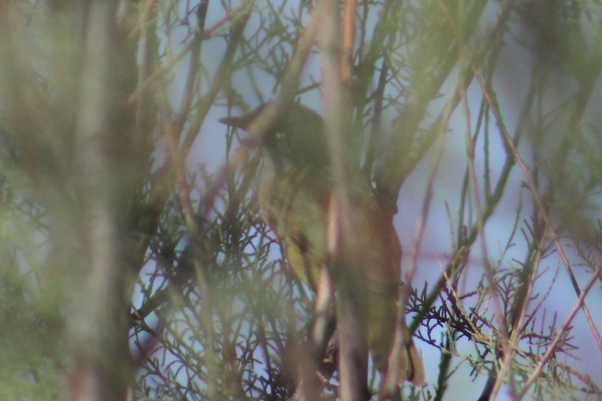 MacGillivray's Warbler - Adair Bock