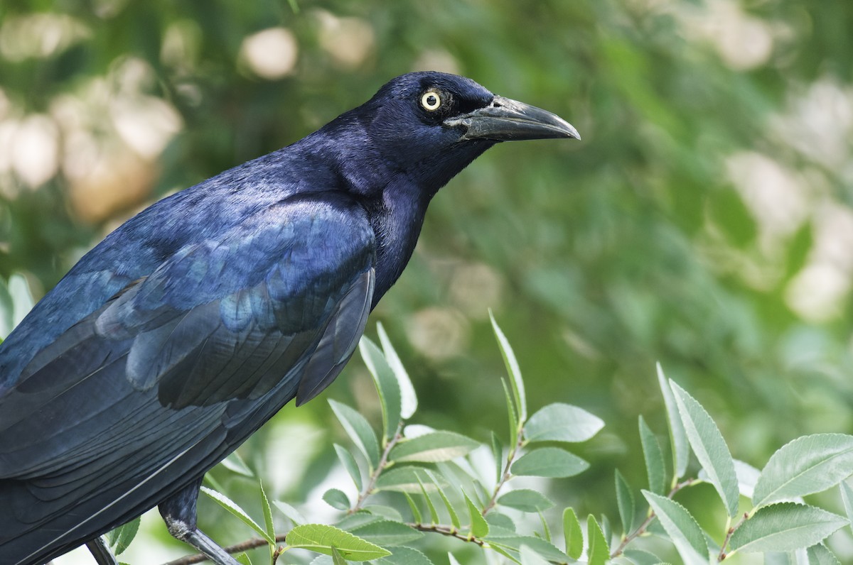Great-tailed Grackle - Ben Rippley