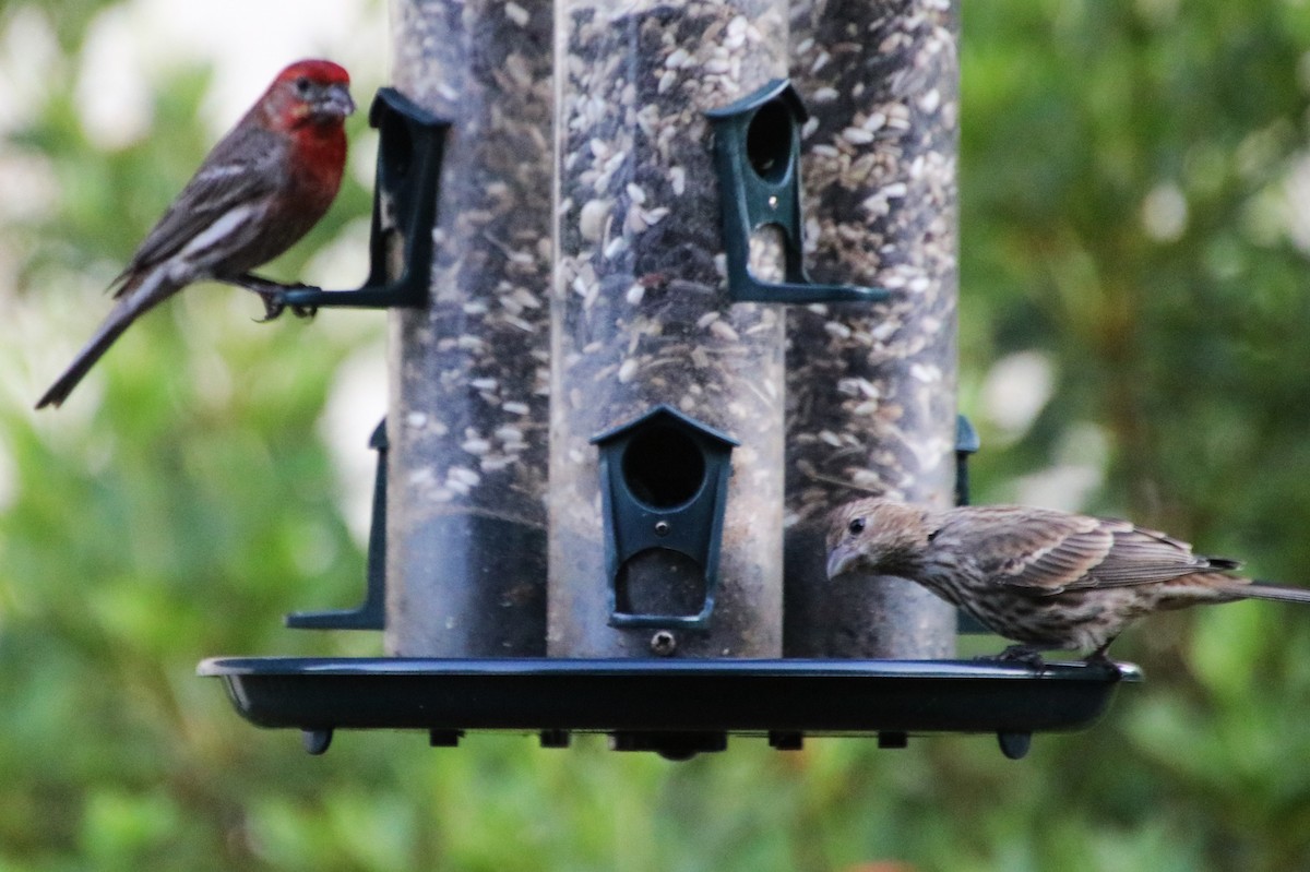 House Finch - Betty Thomas