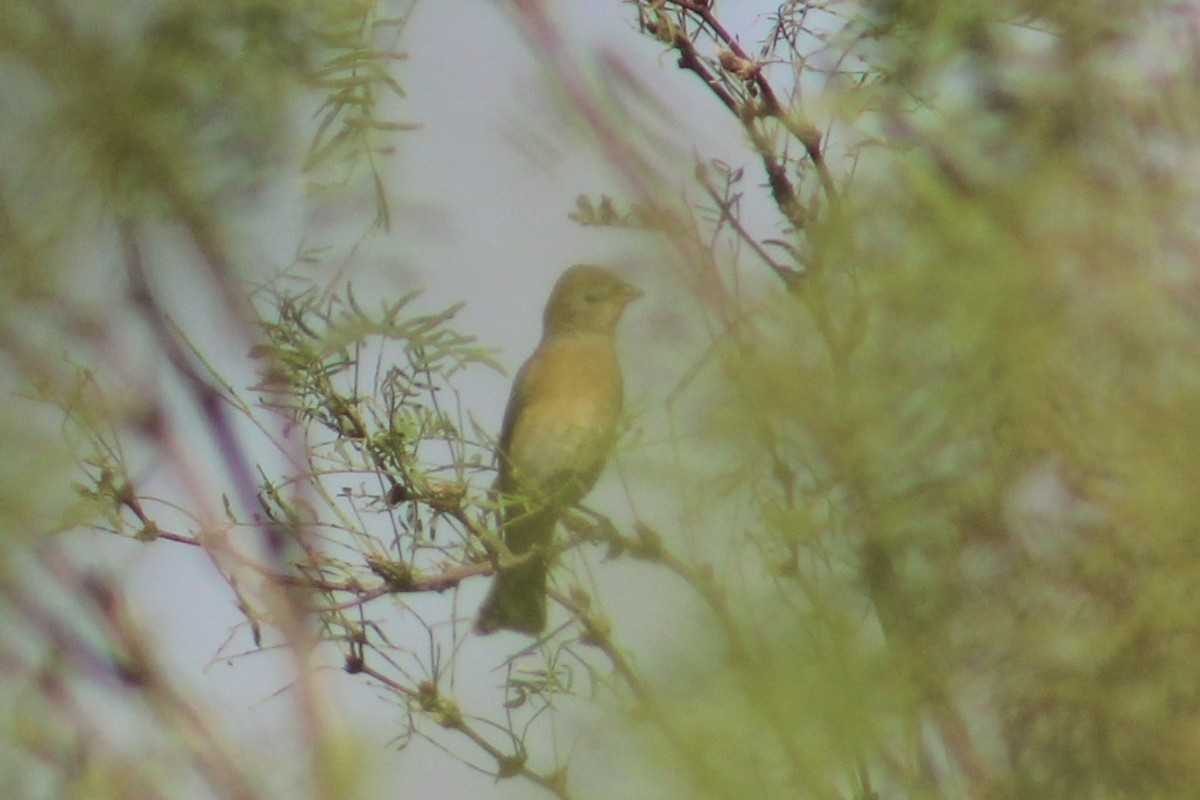 Lazuli Bunting - Adair Bock