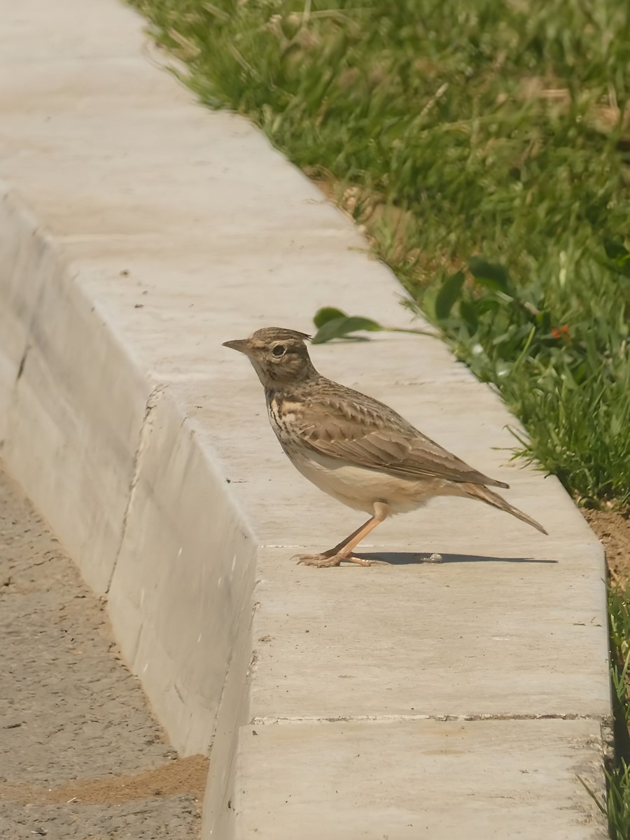 Crested Lark - Михаило Тепавчевић