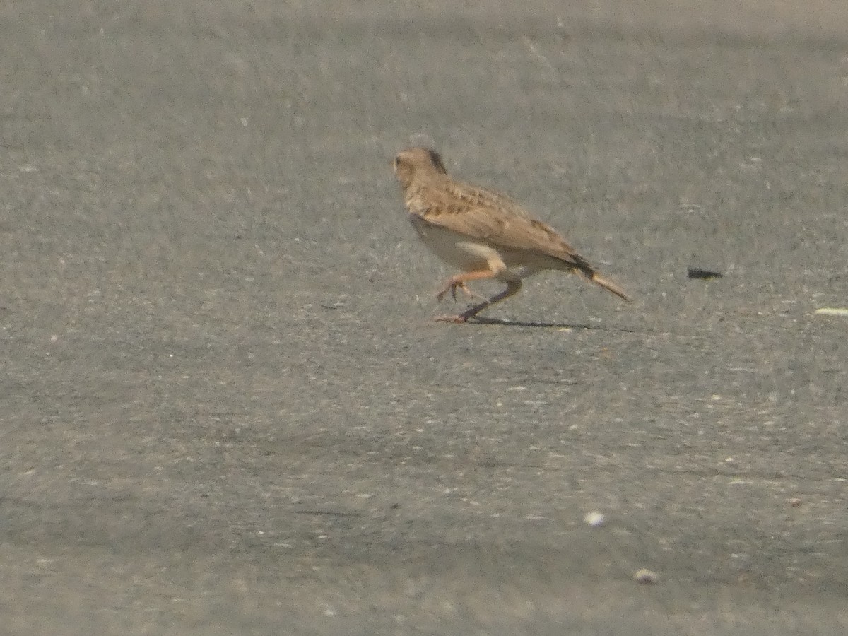 Crested Lark - Михаило Тепавчевић