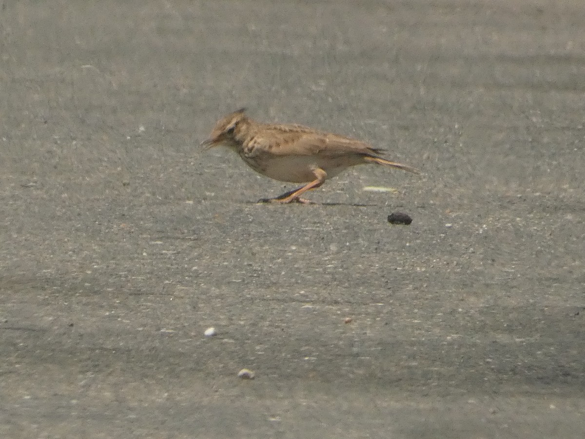 Crested Lark - Михаило Тепавчевић