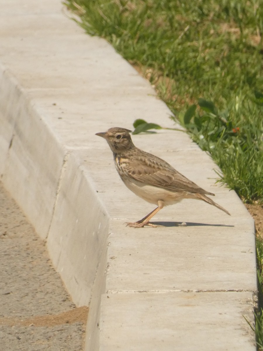 Crested Lark - Михаило Тепавчевић