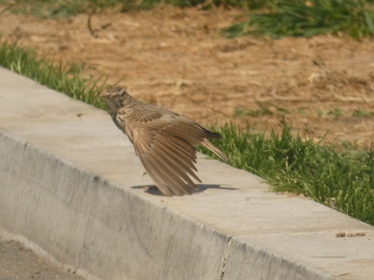 Crested Lark - Михаило Тепавчевић