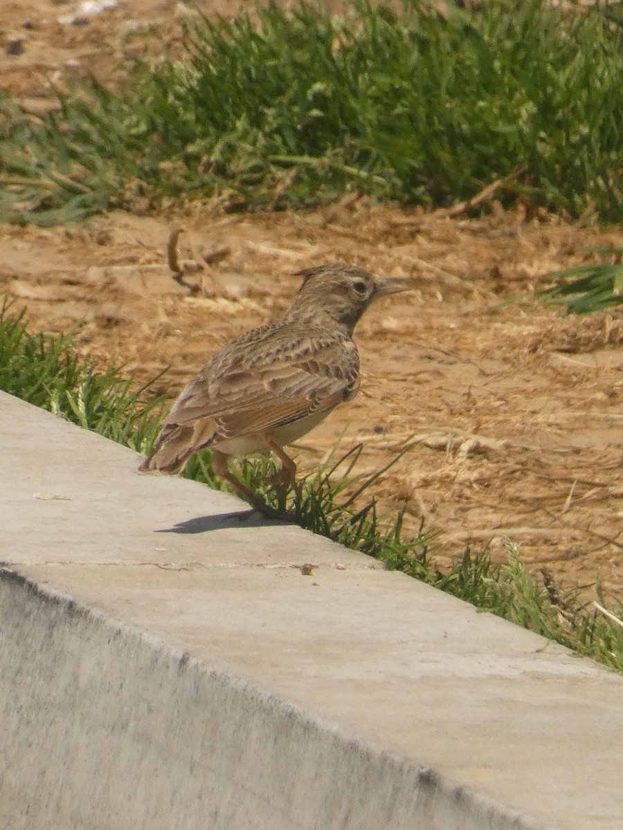 Crested Lark - Михаило Тепавчевић