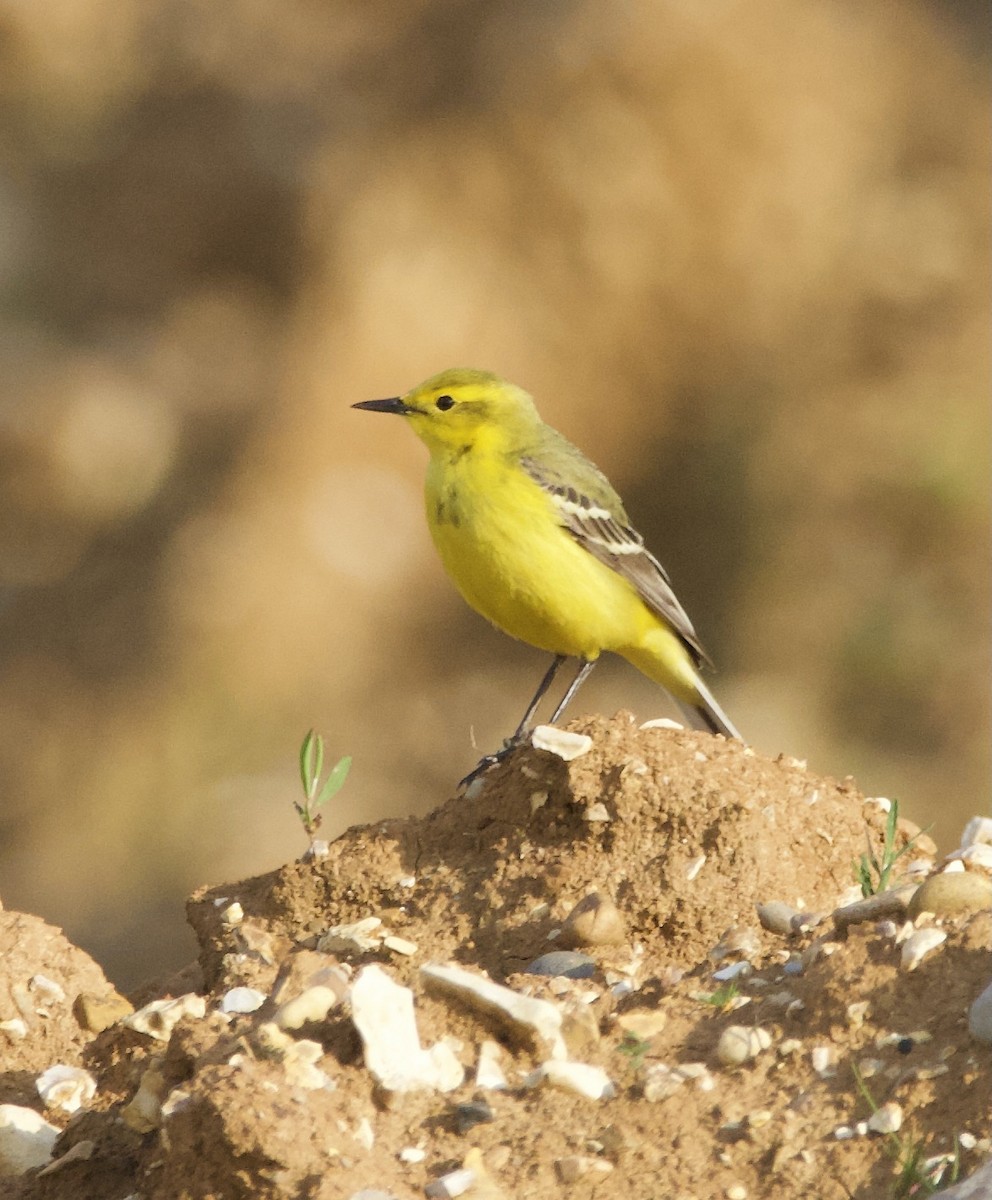 Western Yellow Wagtail - Simon  West