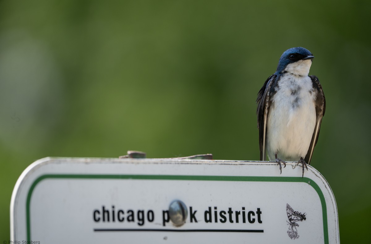 Tree Swallow - Phillip Stosberg