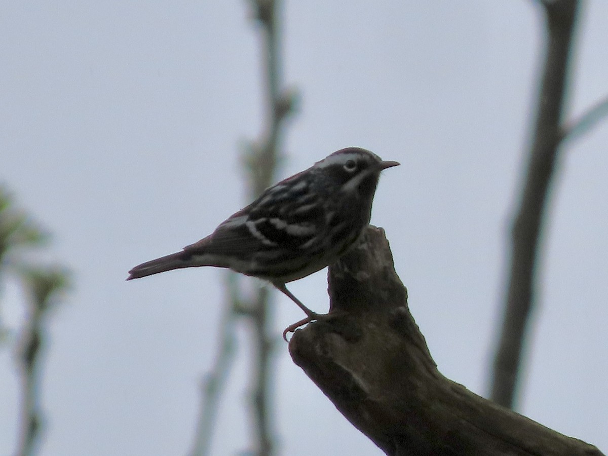 Black-and-white Warbler - Beth Daugherty