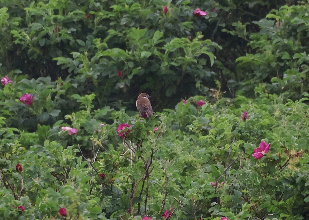 Red-backed Shrike - Anonymous