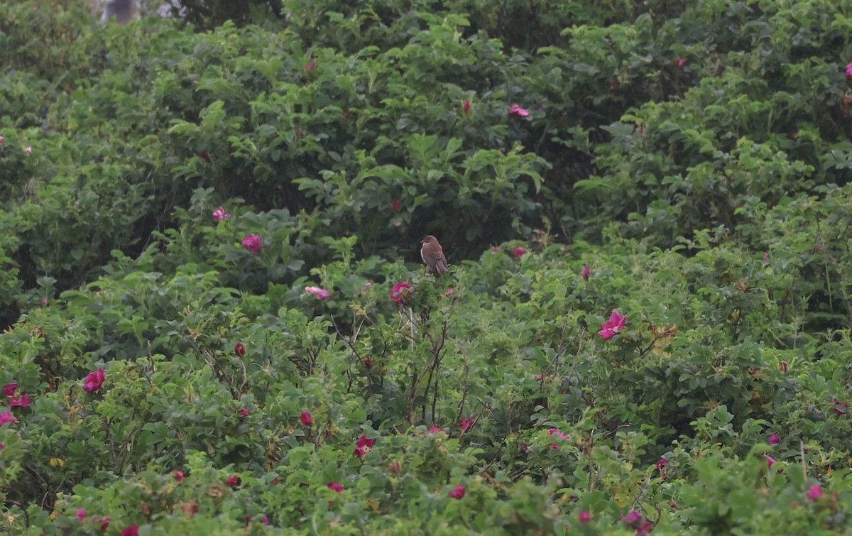 Red-backed Shrike - ML619498583