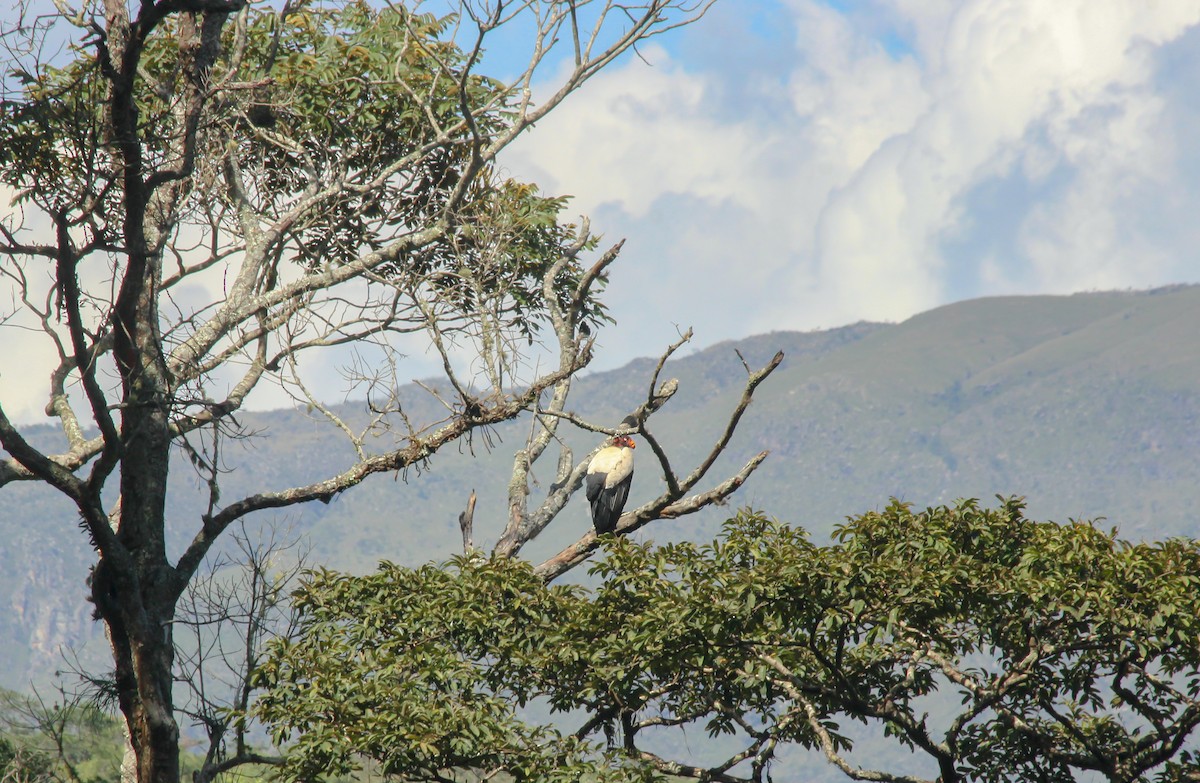 King Vulture - ML619498588