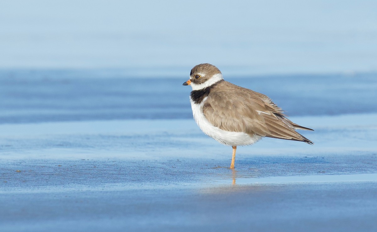 Semipalmated Plover - ML619498589