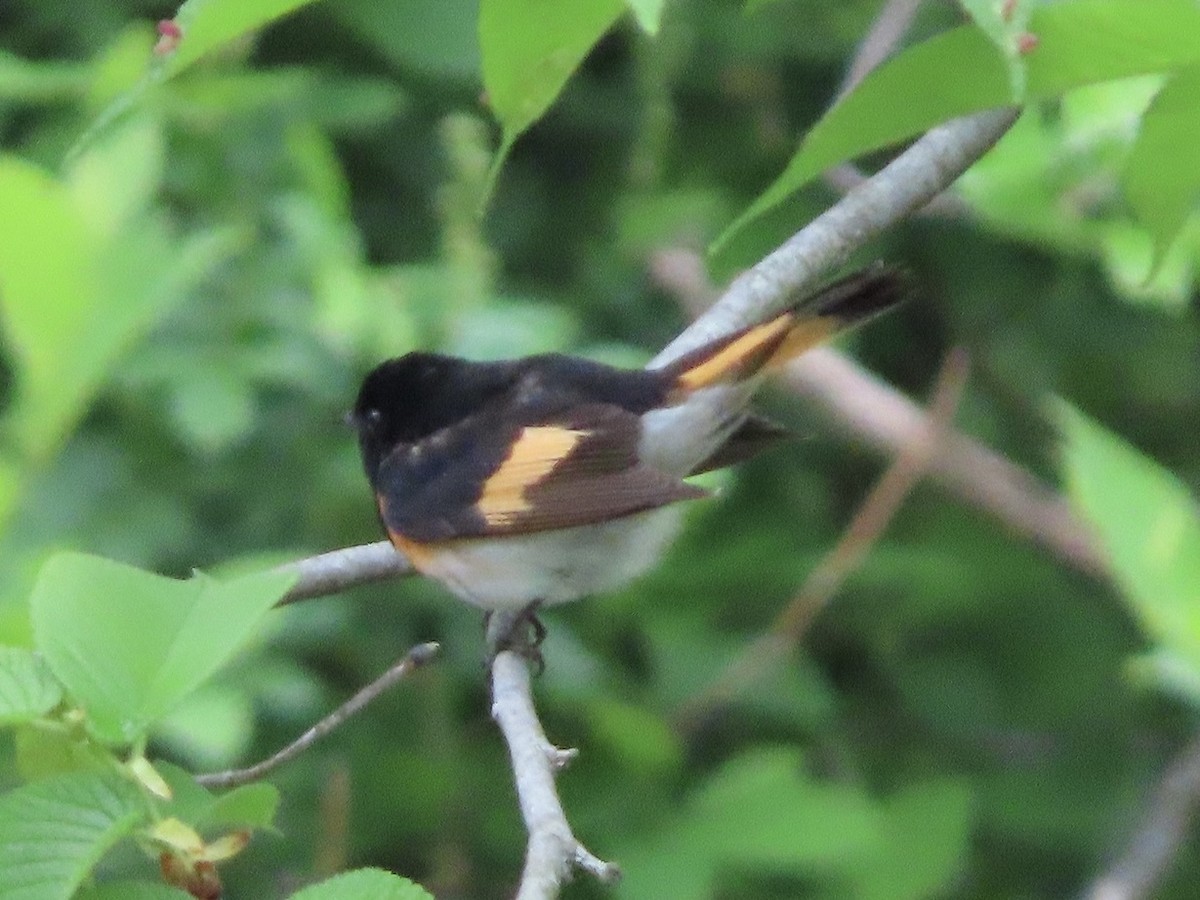 American Redstart - Beth Daugherty