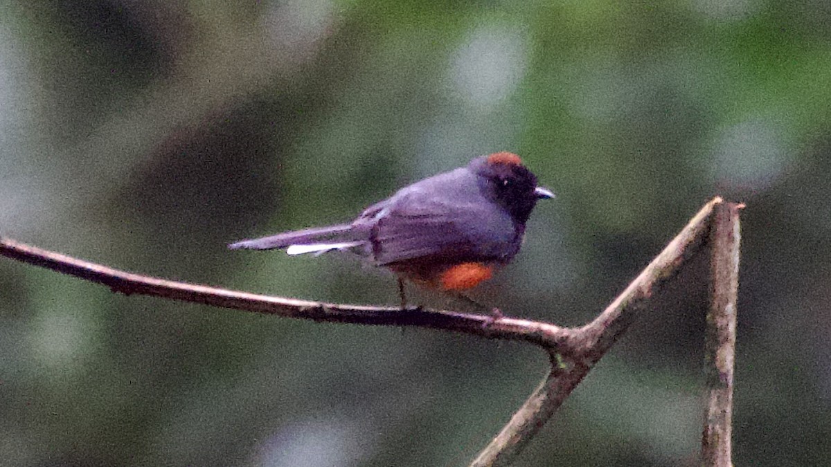 Slate-throated Redstart - Jan Ekkers