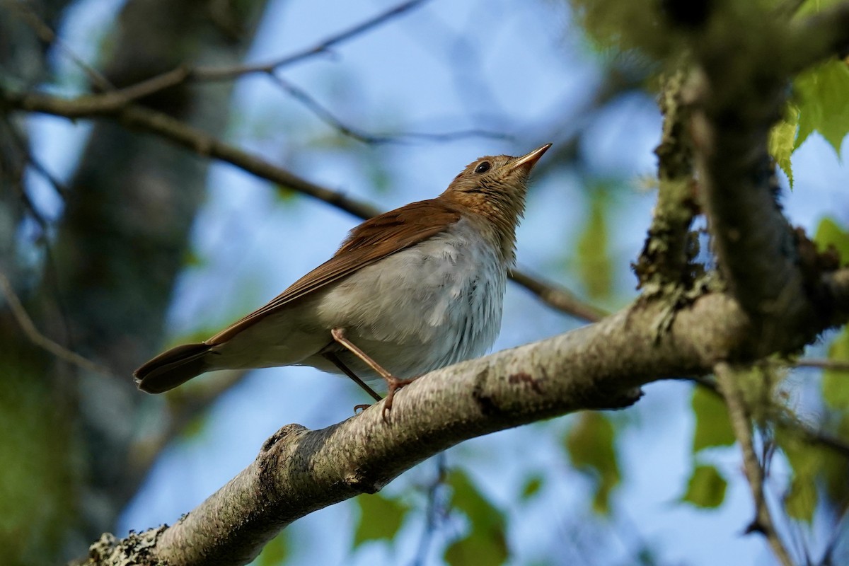 Veery - ML619498598