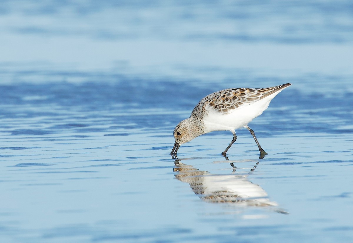 Sanderling - ML619498601