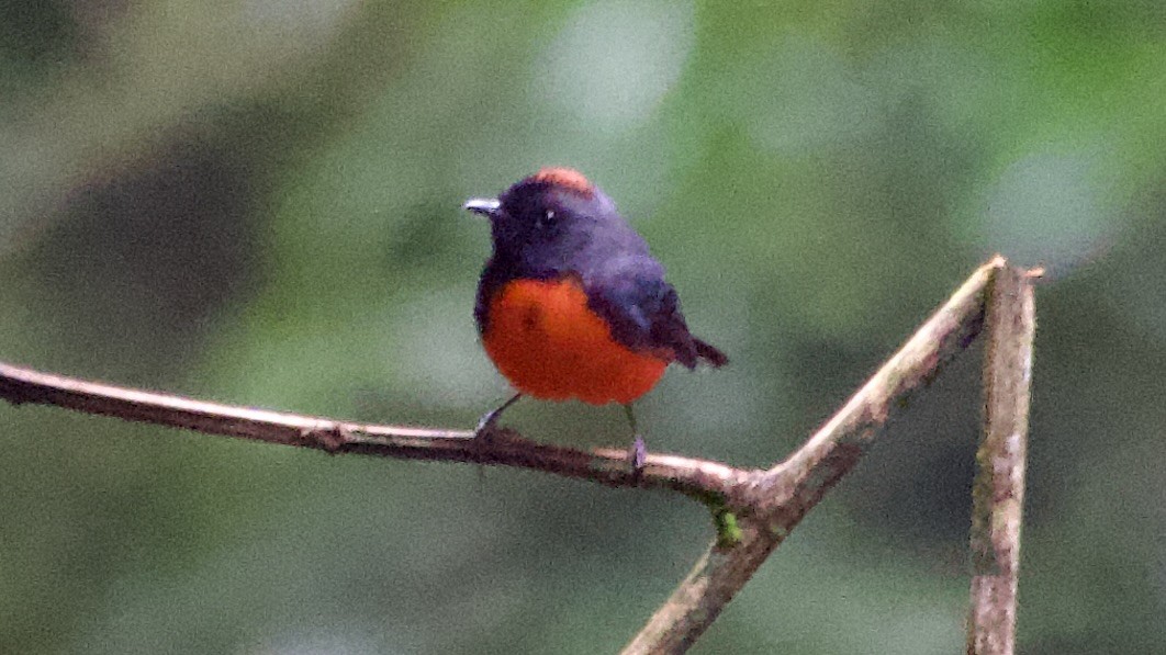 Slate-throated Redstart - Jan Ekkers