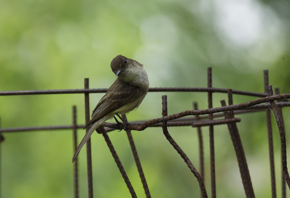 Eastern Phoebe - Ben Rippley