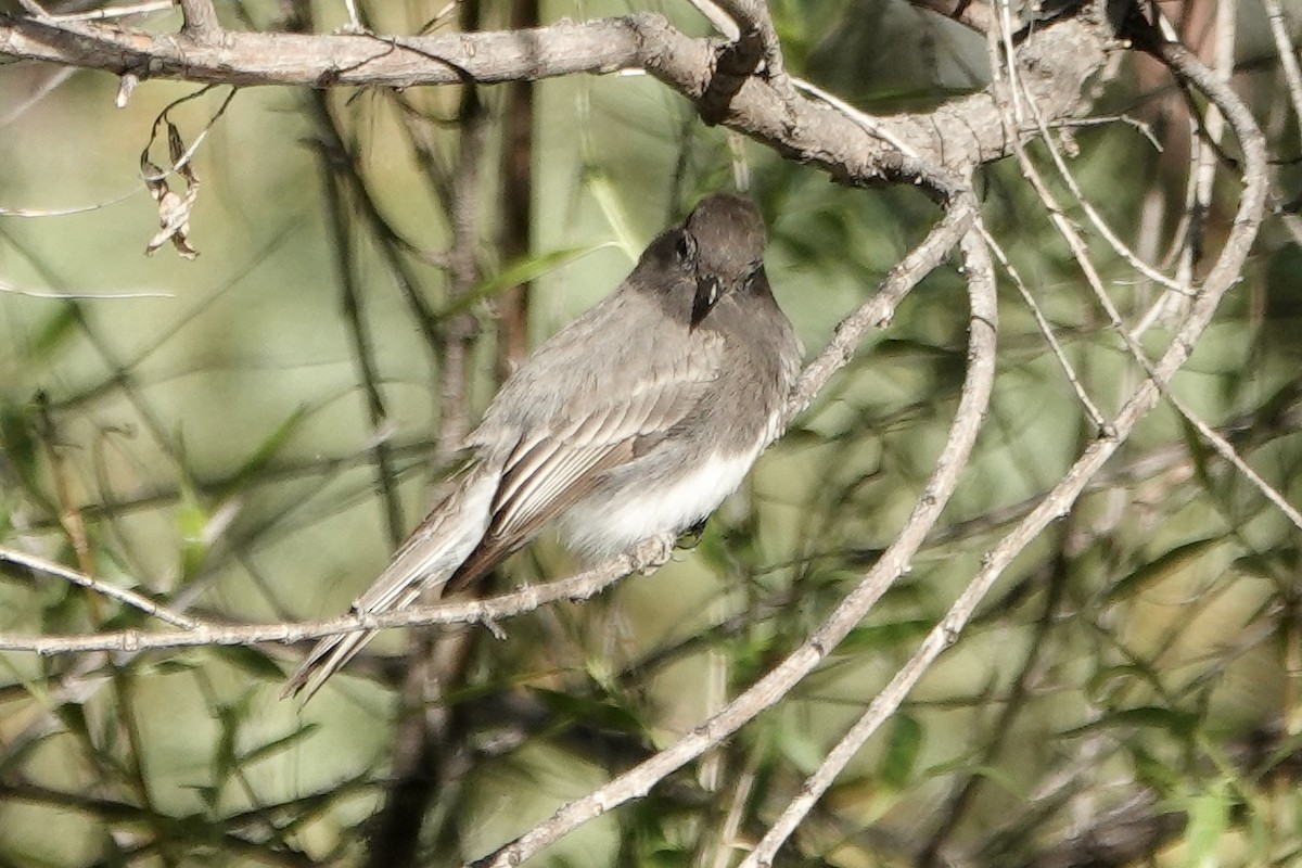 Black Phoebe - Sara Griffith