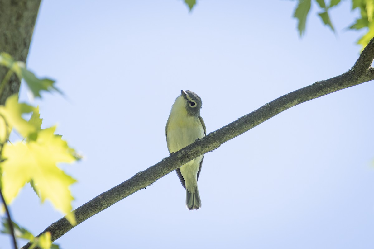 vireo sp. - ML619498607