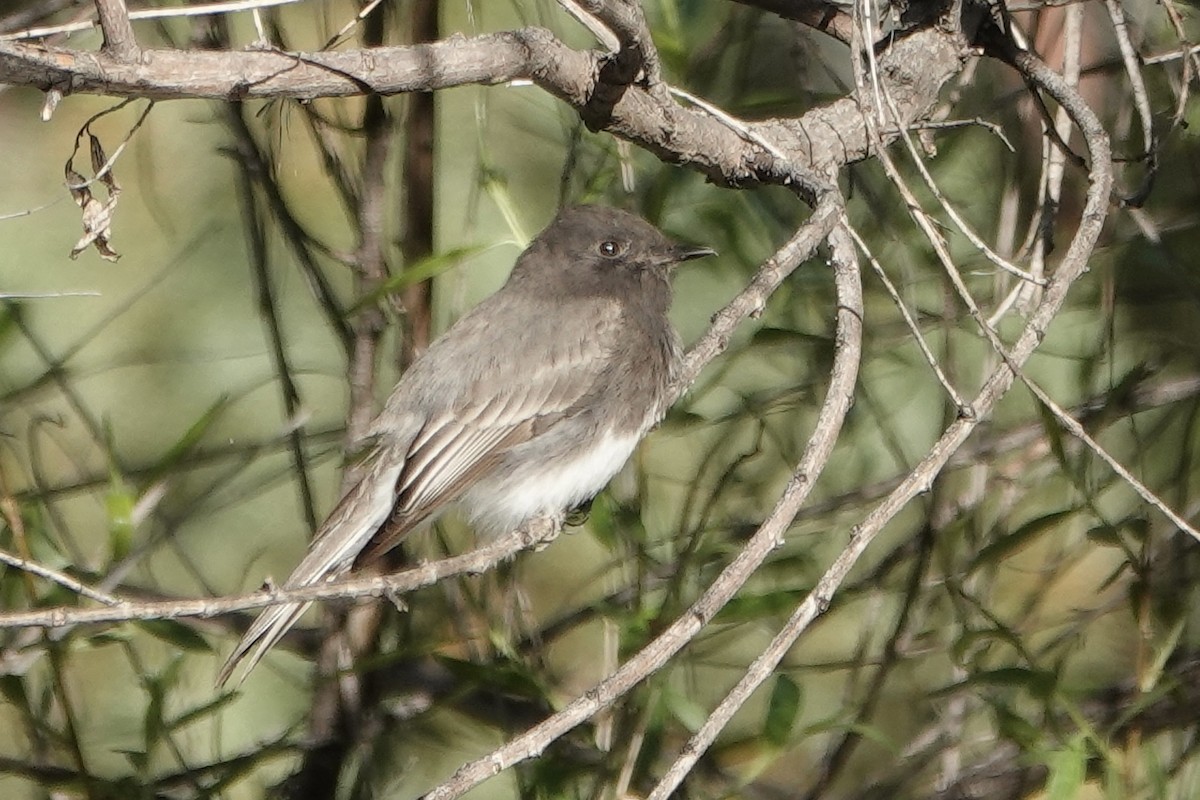 Black Phoebe - Sara Griffith