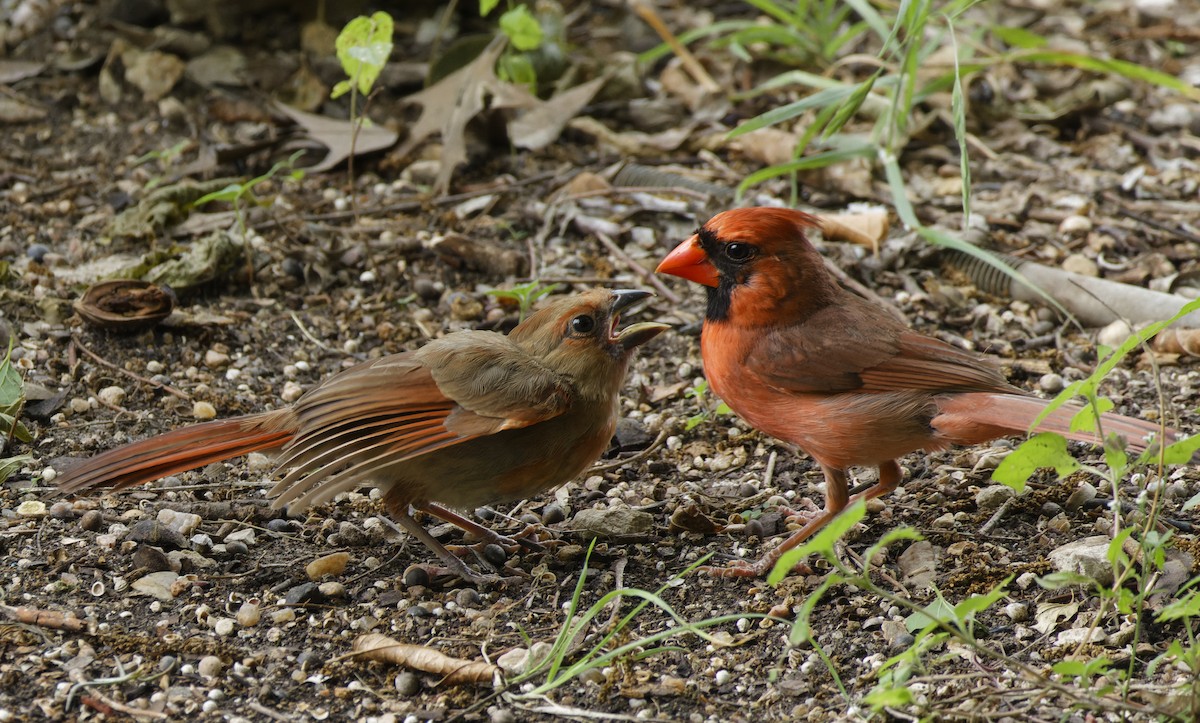 Northern Cardinal - Ben Rippley