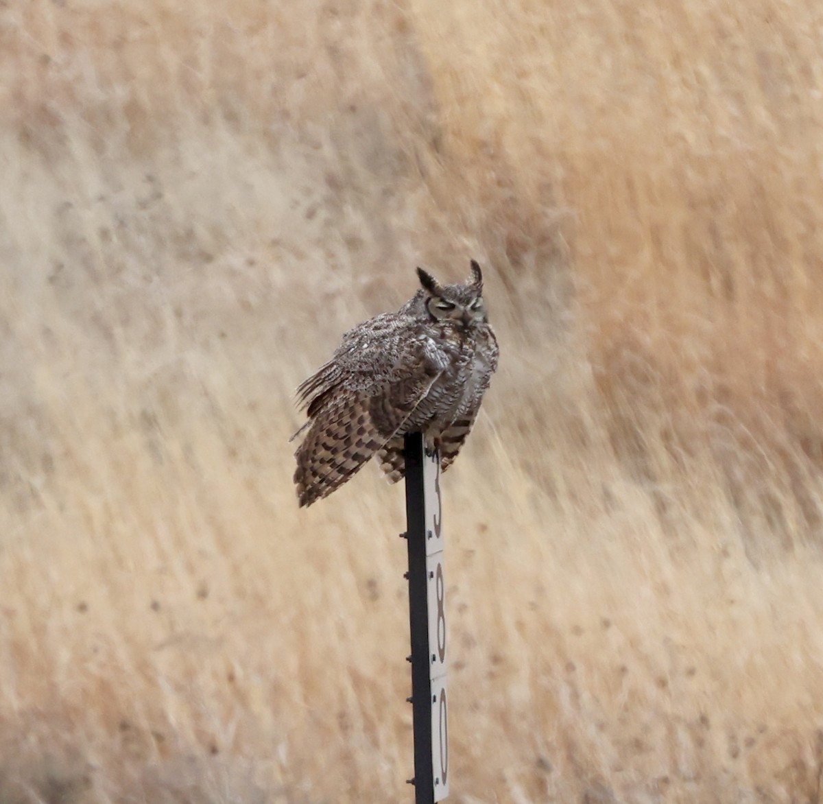 Great Horned Owl - Cheryl Rosenfeld