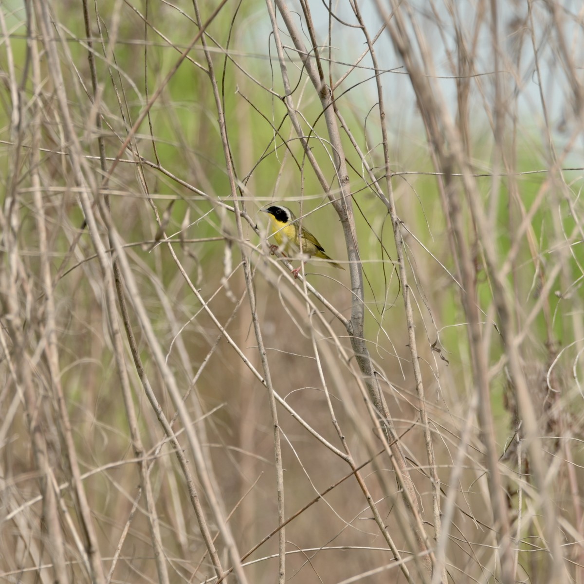 Common Yellowthroat - Justin Riley