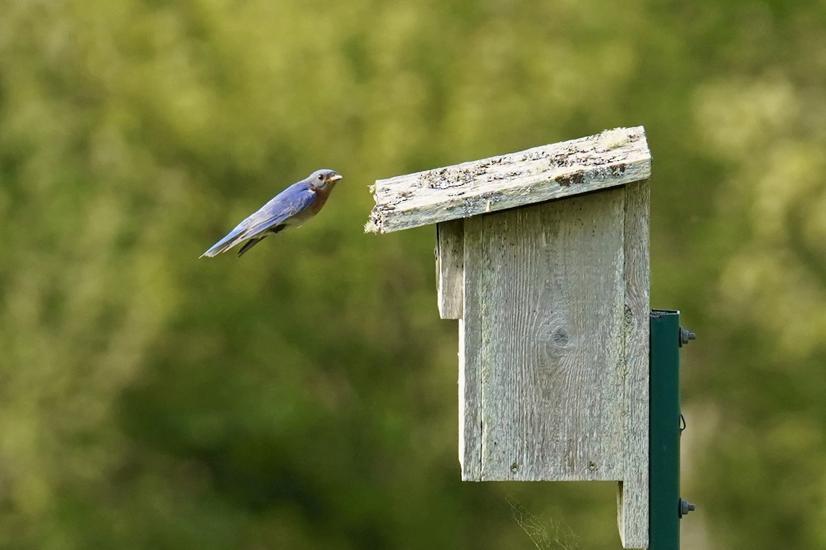 Eastern Bluebird - Bob Plohr