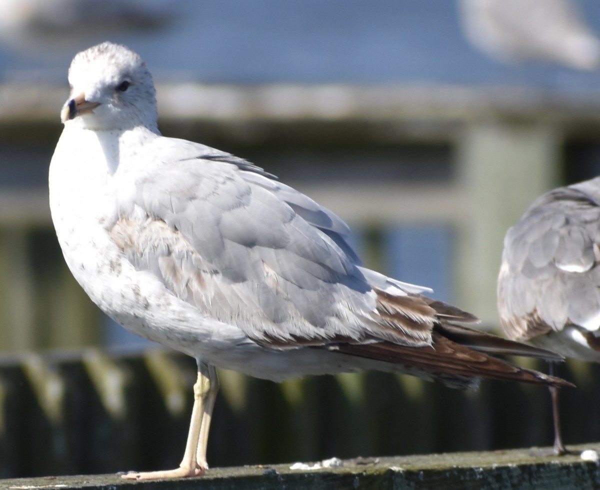 Ring-billed Gull - Dale Morrow