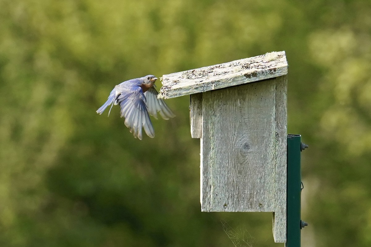 Eastern Bluebird - ML619498632