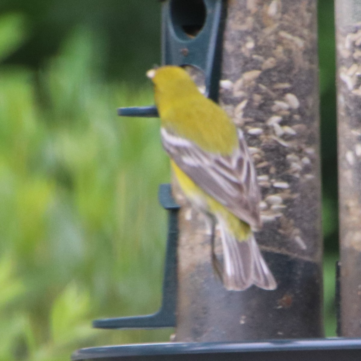 Pine Warbler - Betty Thomas