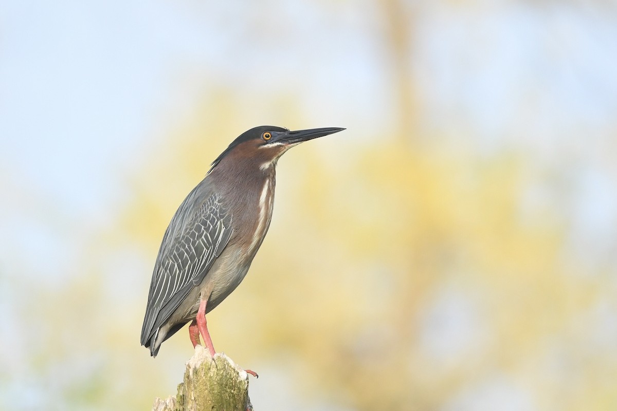 Green Heron - Kiah R. Jasper